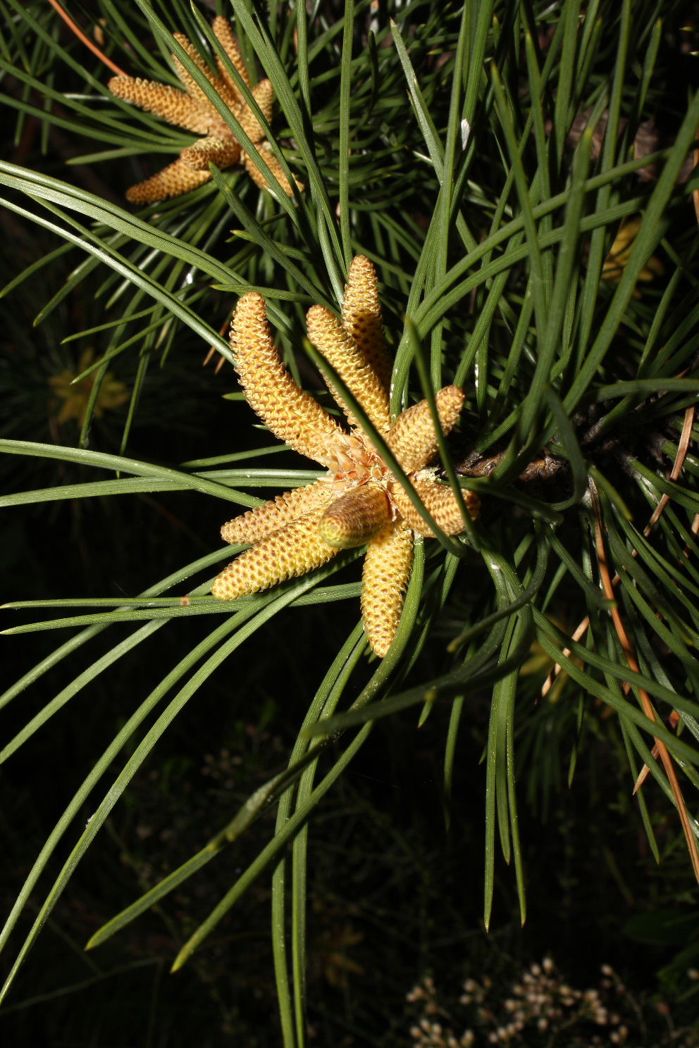 Pino da determinare-2 ???